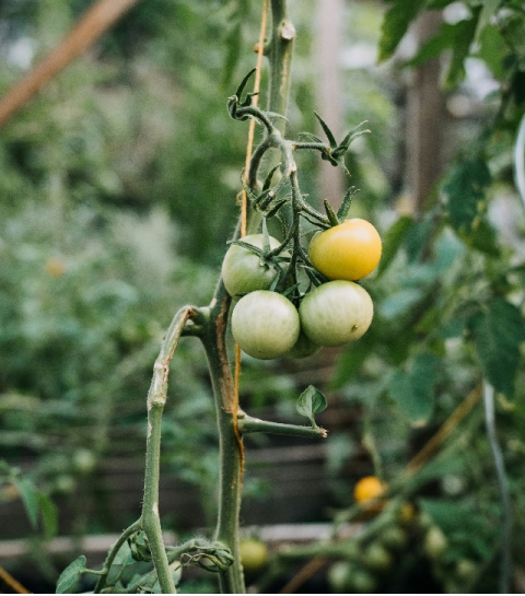 Tomaten nog keihard? Tuinders delen hun geheim om ze snel zacht te krijgen