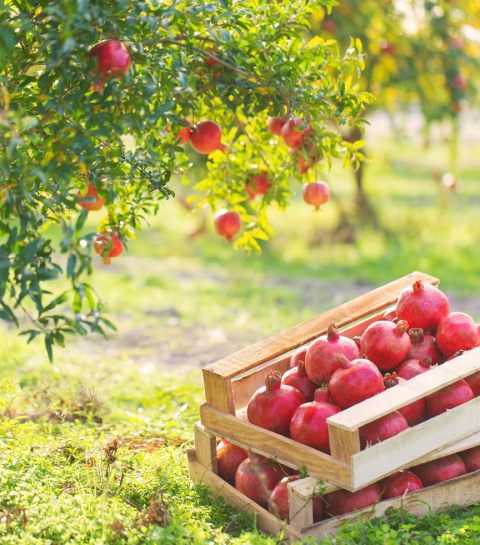 Zandgrond? Deze fruitbomen groeien beter dan je denkt