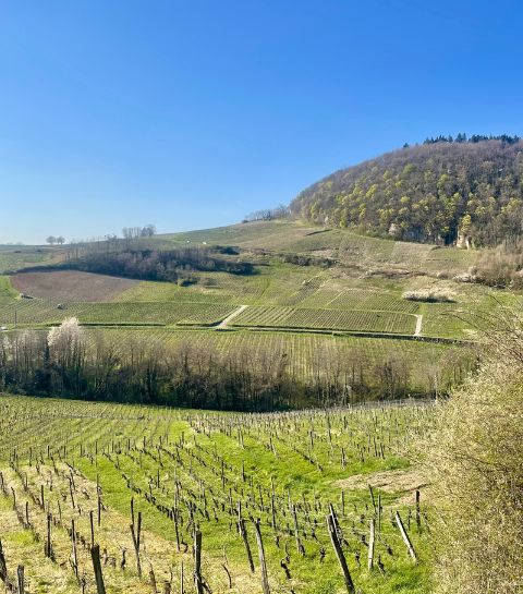 Culinair Avontuur: Van Bourgogne Tot Jura